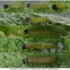 musch cribrellum larva1 volg1